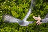 ¿Cómo encuentran el camino las palomas? Un estudio apunta a una brújula en su hígado