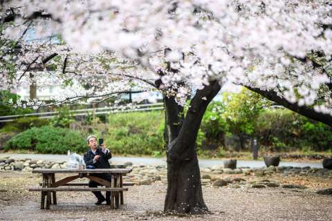 Así funciona la herramienta de IA para preservar los cerezos en flor en Japón