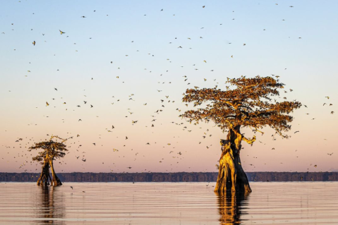 Las aves migratorias toman mejores decisiones cuando van en grandes bandadas, ¿por qué?