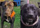 El antes y después de Salma, la perrita negra que lleva cuatro años a la espera de un hogar