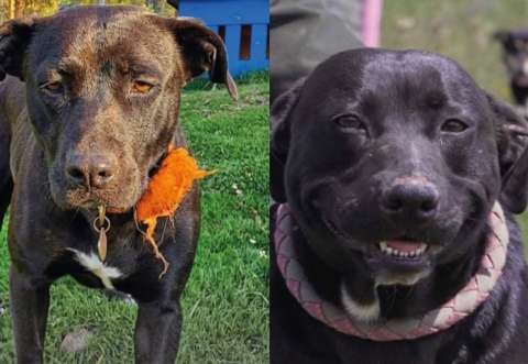 El antes y después de Salma, la perrita negra que lleva cuatro años a la espera de un hogar