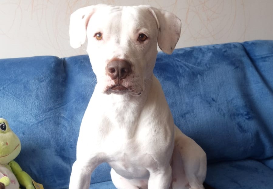 El albinismo en los perros, o en cualquier especie, no es una raza específica, sino una rara mutación genética conocida como tirosinasa (albino total) o tirosinasa positiva (albino parcial).