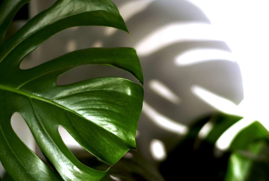 Una imagen que muestra las hojas de una planta conocida como costilla de Adán.