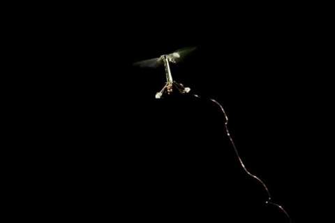 Científicos logran hacer volar a un robot del tamaño de una mosca