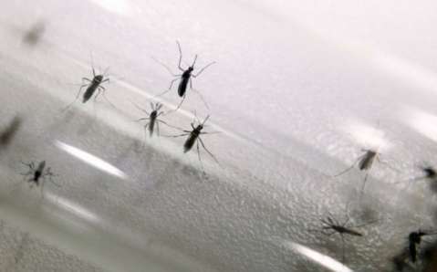 México aprueba la primera vacuna contra el dengue del mundo