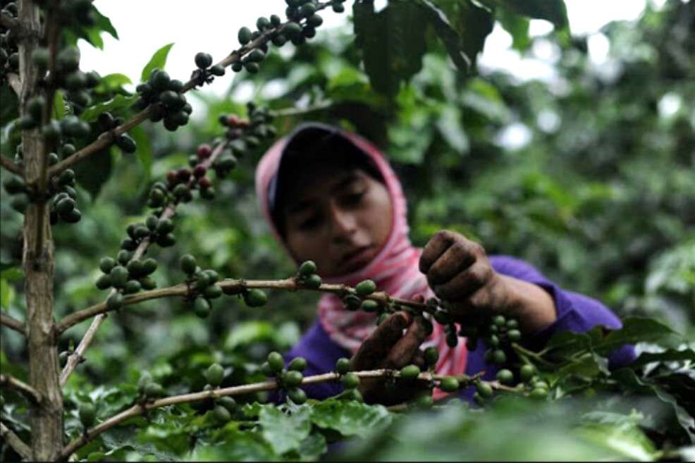 Mujer recolectando café.