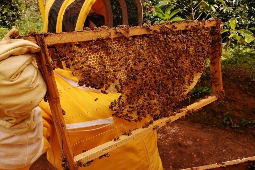 Tour de las abejas.