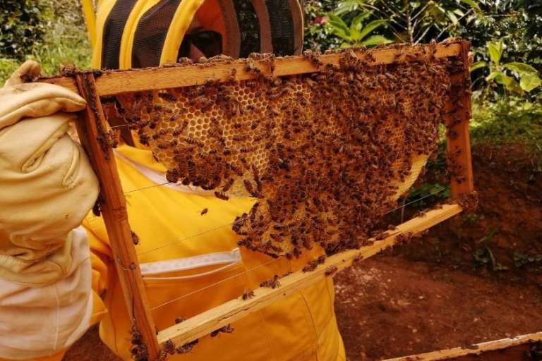 Tour de las abejas.