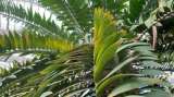 El único ejemplar de una planta casi extinta al que los científicos le buscan pareja