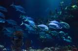 No hay suficientes peces en el mar