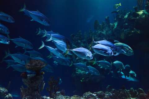 No hay suficientes peces en el mar
