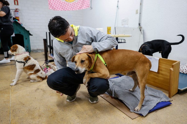 Turnos de esterilización gratuita para perros y gatos en Bogotá