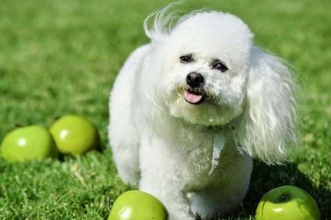 Pancreatitis en perros: síntomas y causas de esta enfermedad