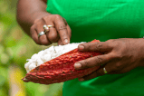 El procesamiento de cacao, en su punto más bajo desde 2020: ¿a qué se debe?