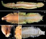 Descubrieron una nueva especie de gusano en el fondo marino