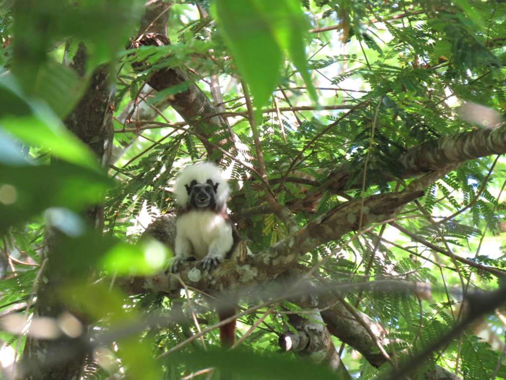 En Colombia, Brasil, chile y Bolivia, se están llevando a cabo acciones de restauración o protección por más de 3112 hectáreas en las que se protegen diversos ecosistemas estratégicos como manglares y bosques secos.