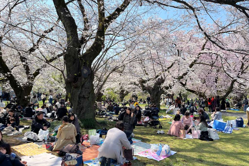 TOKIO (JAPÓN), 08/04/2025.- Grupos de personas disfrutan bajo la sombra de unos cerezos en una zona verde de Tokio, Japón. Con el objetivo de preservar y mantener los árboles de 'sakura' (cerezos) plantados en Japón principalmente después de la II Guerra Mundial, la marca de cervezas nipona Kirin Brewery ha lanzado una web que, con ayuda de inteligencia artificial, permite conocer la edad de estos árboles. EFE/ Sara Rodríguez Pachón