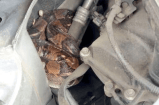 Hallan una serpiente dentro de un carro en centro comercial