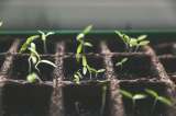 Tips para implementar en su huerta la economía circular