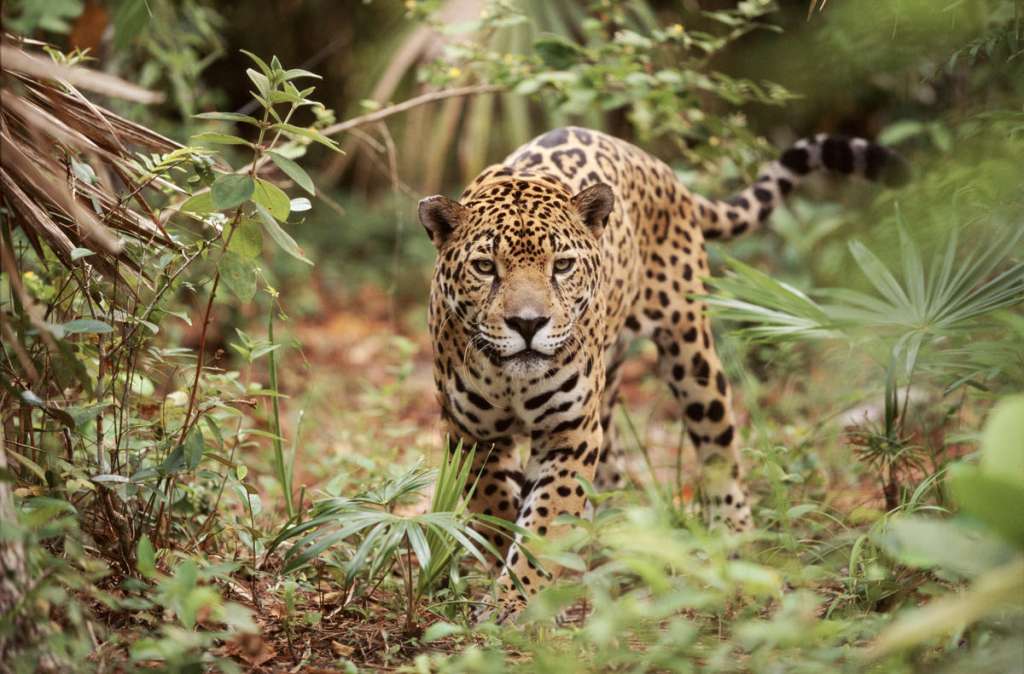 Jaguar.