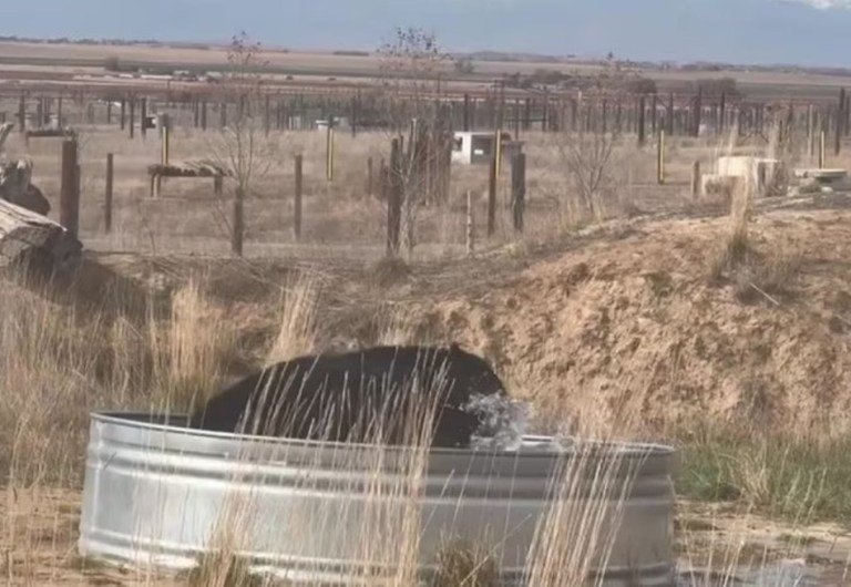 Video: un oso celebra su liberación después de 30 años con refrescante chapuzón