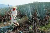 La vida espiritual del agave