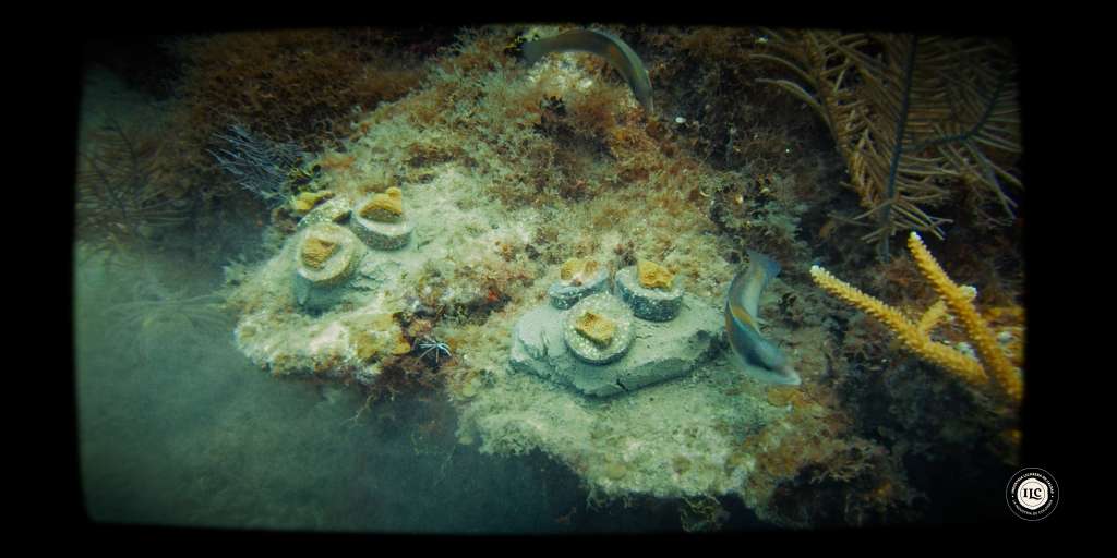Proceso de restauración coralina mediante la siembra de corales sobre soportes elaborados con arena de vidrio, transformando residuos posconsumo en soluciones que contribuyen a la recuperación de los arrecifes y a la conservación de la biodiversidad marina..