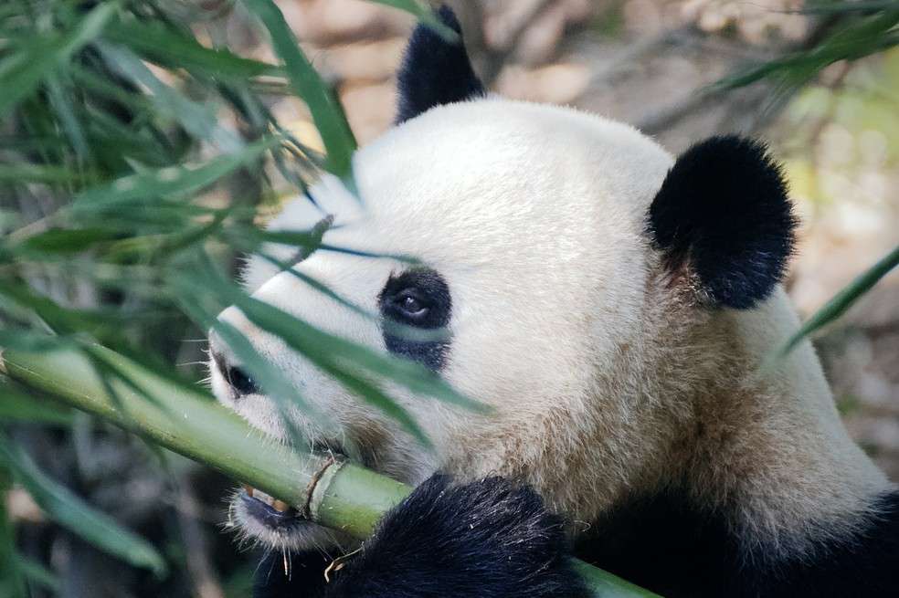 Conoce las curiosidades más increíbles de estos adorables y famosos osos.