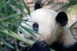 ¿Cuándo empezaron los pandas a comer bambú? Una investigación tendría la respuesta