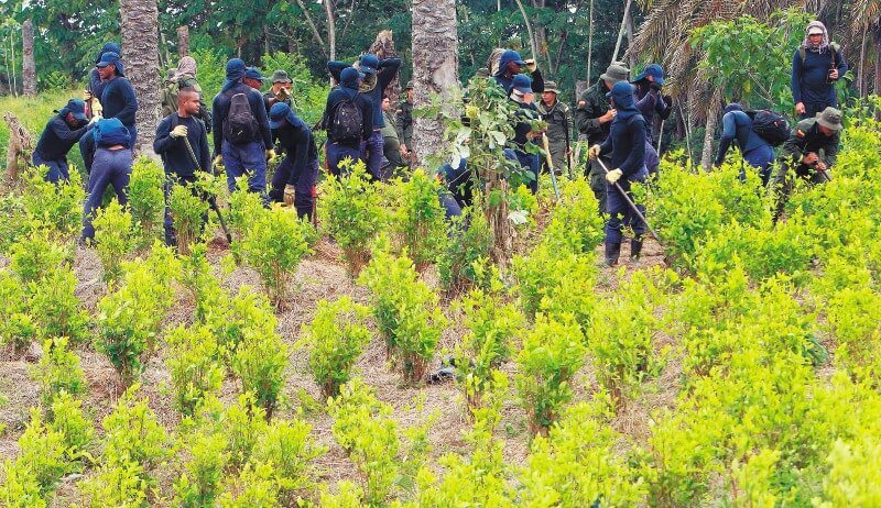 Un grupo móvil de erradicación manual de coca está conformado por 21 civiles y 42 miembros de la fuerza pública. / EFE