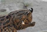 ¡Indignante! Matan a tiros a un tigrillo porque se comió unas gallinas en Caquetá