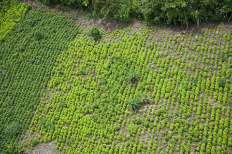 Erradicación de cultivos de coca en Nariño: un círculo vicioso