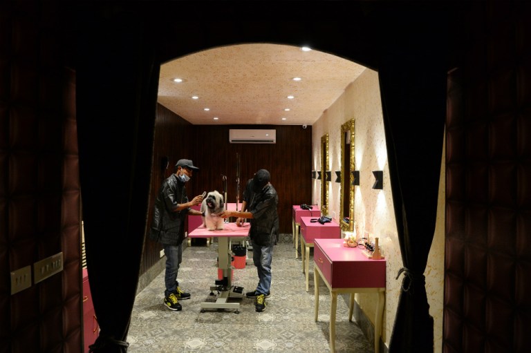 El particular hotel de lujo para perros que les ofrece cerveza importada sin alcohol