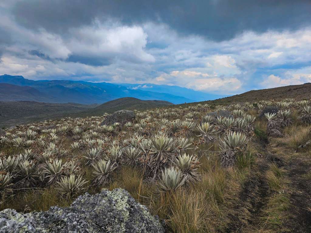 Sus páramos, cubiertos de frailejones, son el hogar de miles de especies de fauna, mientras que sus lagunas sagradas, como Siecha y Chingaza, fueron escenarios de rituales muiscas.
