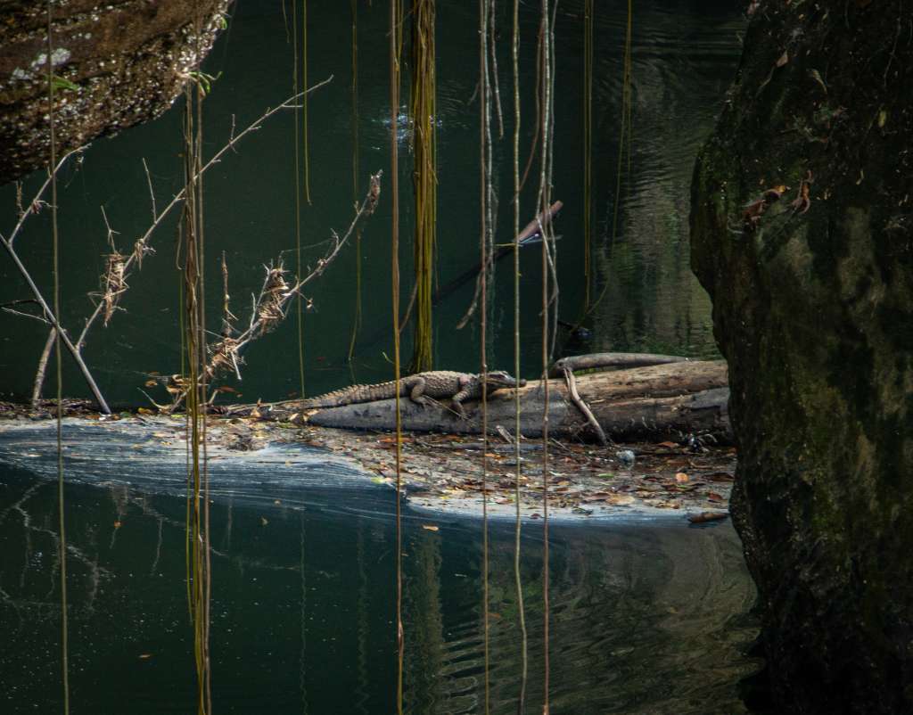 Miles de especies de flora y fauna habitan esta región, una de las más biodiversas del país.