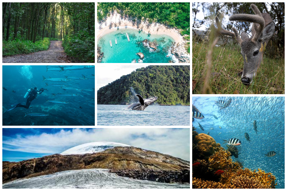 Los Parques Nacionales Naturales de Colombia son ideales para el ecoturismo.