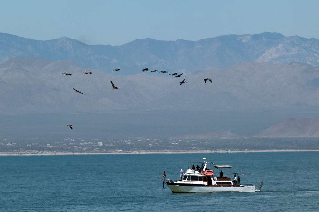 vaquitas marinas, especie en peligro de extinción