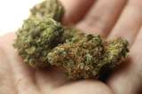 Encuentran sorprendente relación entre consumo de marihuana y calidad del esperma