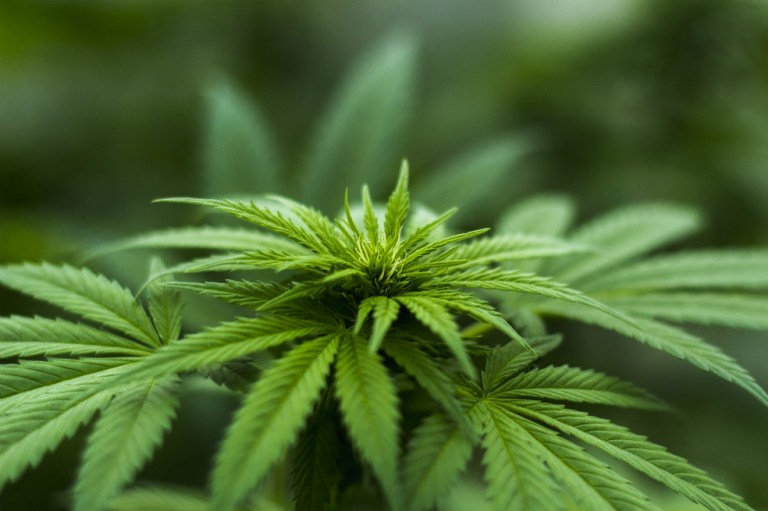 EE.UU. aprueba primer medicamento derivado de la marihuana