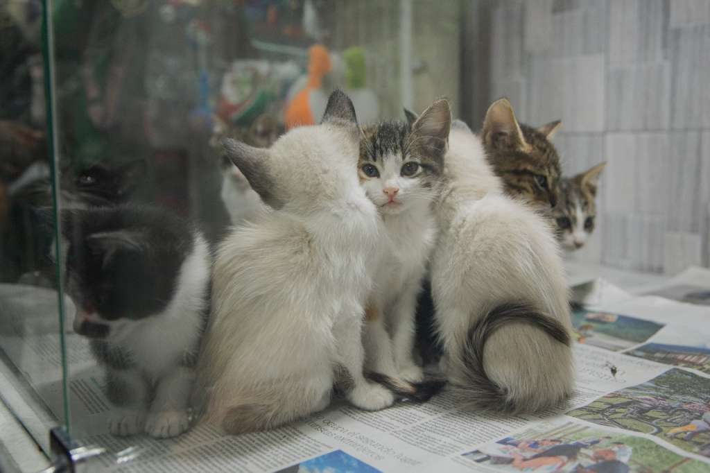En algunos locales suelen tener a los animales en vitrinas o jaulas.