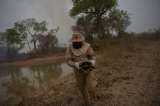Incendios Pantanal: voluntarios, al rescate de  animales y focos de calor alcanzan nivel récord