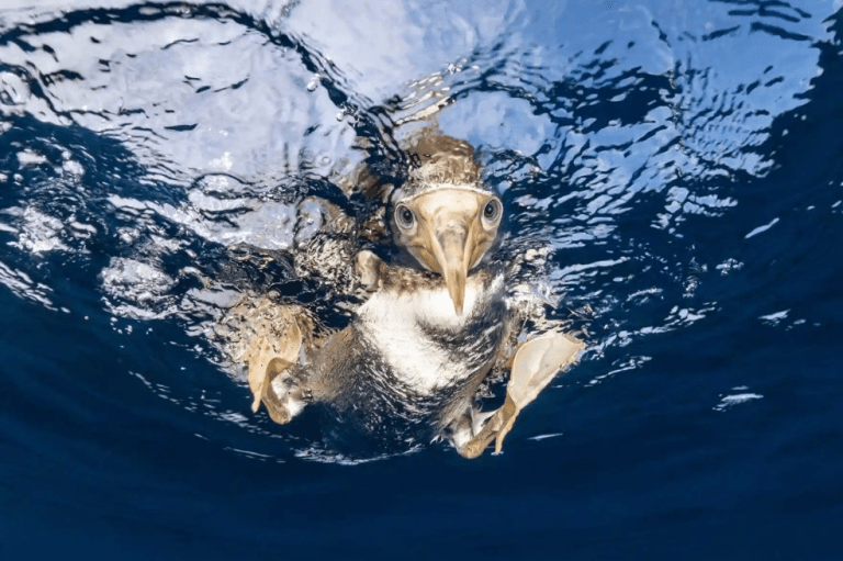Ganadora categoría "Retratos de animales"