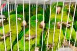 Operativo logró la incautación de más de 100 pericos bronceados en Bogotá