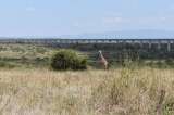 Viajes para safaris en el Parque Nacional de Nairobi, la apuesta turística de Uber