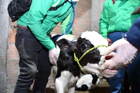 Insalubridad, maltrato y ríos enfermos: la otra cara de la carne en Bogotá