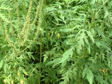 Altamisa: de dónde es, para qué sirve y características de esta planta