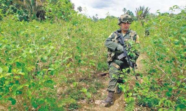 La meta de la sustitución voluntaria este año es de 50 mil hectáreas de coca. /AFP