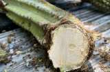 Este cactus es la primera especie que se extingue por el aumento del nivel del mar