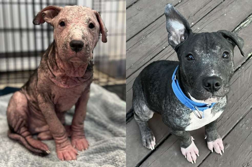 Así luce Steven después de ser rescatado por un refugio de animales. ¡La adopción salva vidas!