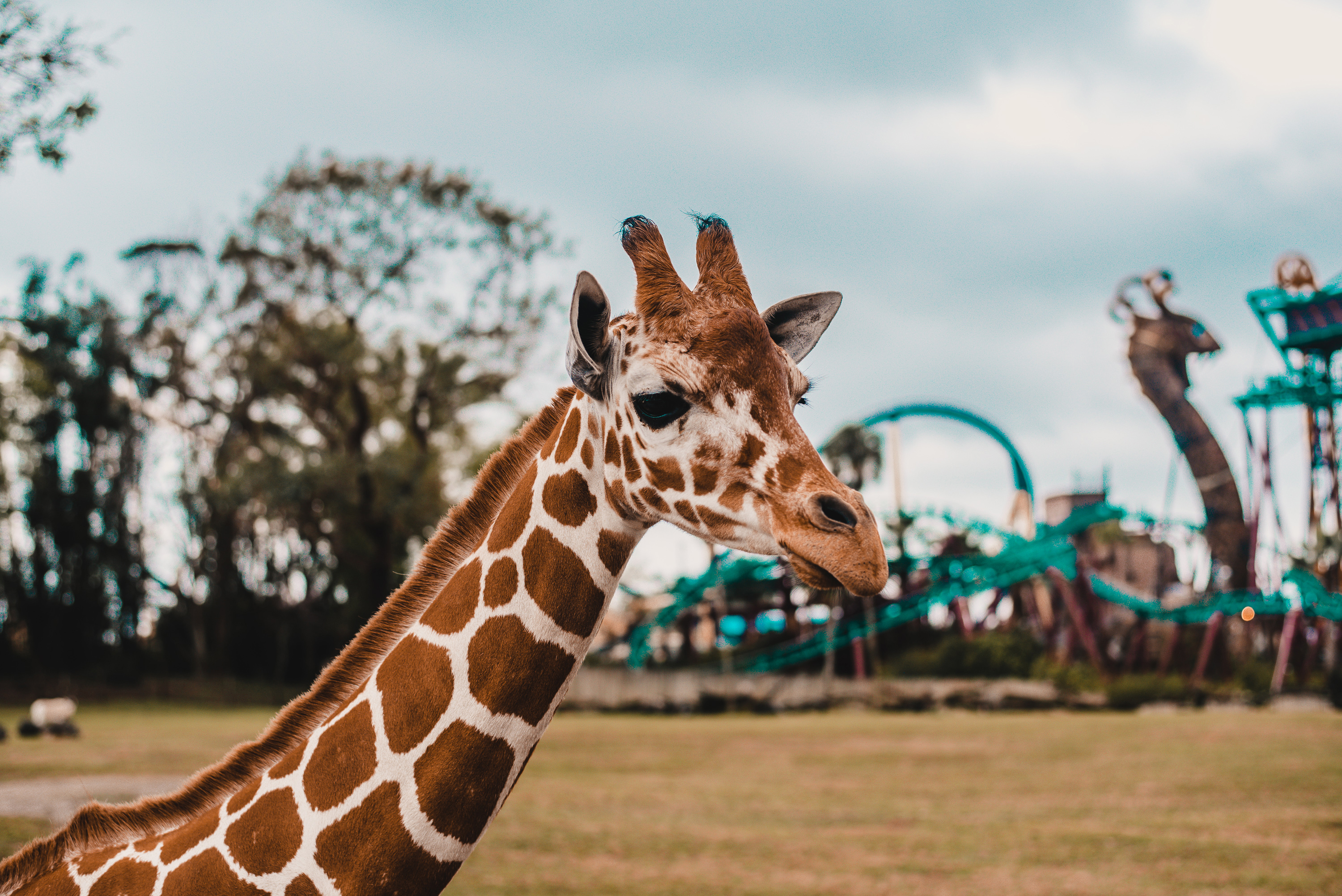 Las jirafas que se pueden apreciar en el Zoo Tampa.
